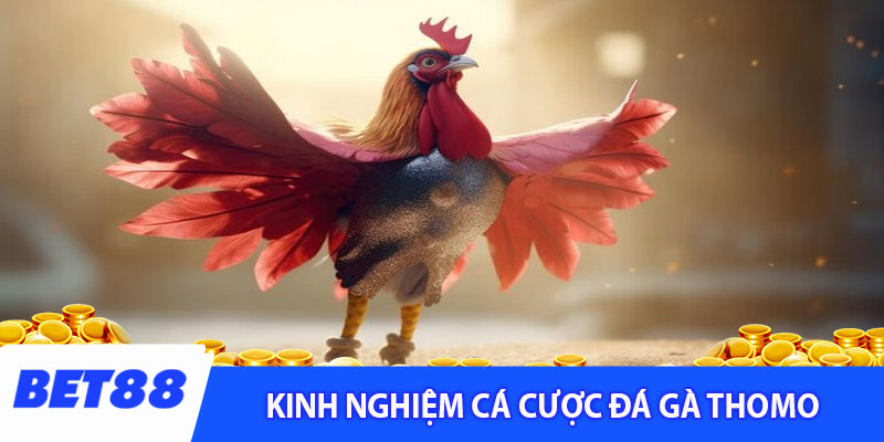 Kinh nghiệm cá cược đá gà thomo cho tân thủ