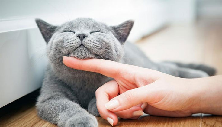 Kinh Nghiệm Đánh Lô Đề Theo Giấc Mơ Nằm mơ thấy mèo
