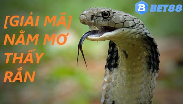 Nằm Mơ Thấy Rắn