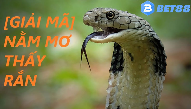 Nằm Mơ Thấy Rắn